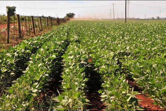 Com chuvas frequentes, soja tem desenvolvimento favorável em Mato Grosso do Sul