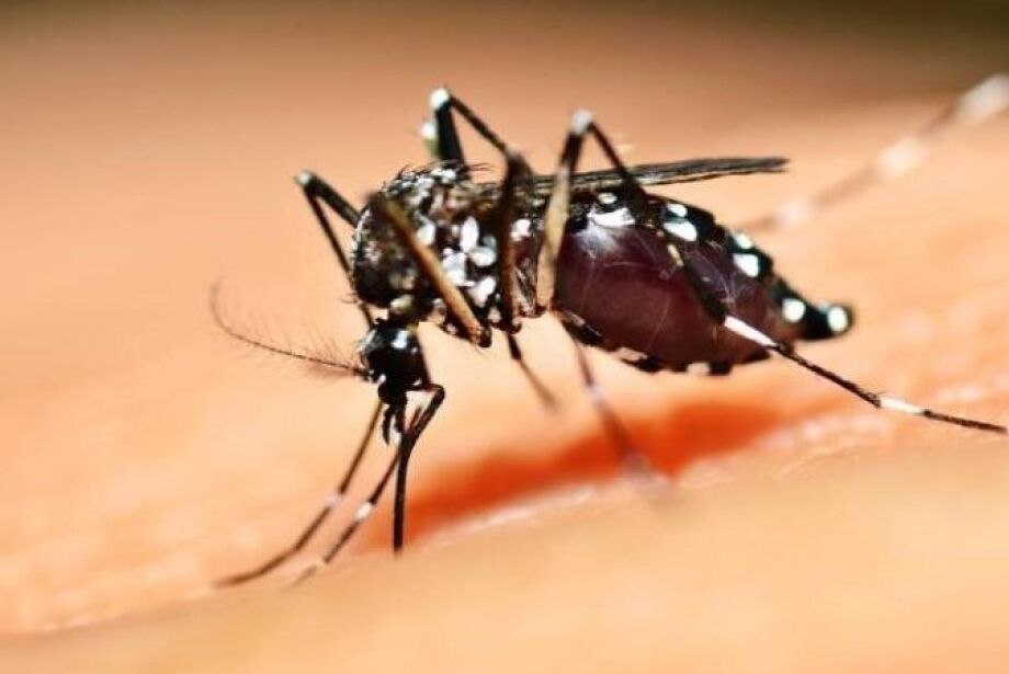 El Niño e altas temperaturas favorecem Aedes, alertam especialistas