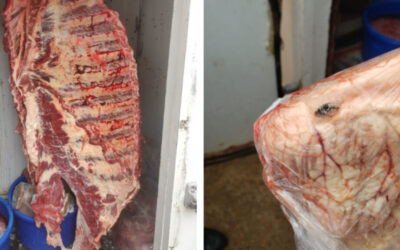 Polícia Civil apreende 850 kg de carne imprópria para consumo infestada de insetos