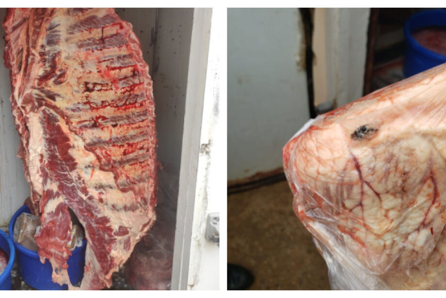 Polícia Civil apreende 850 kg de carne imprópria para consumo infestada de insetos