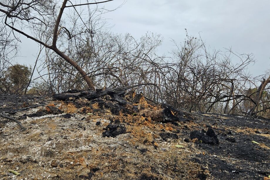 Mudança de cálculo some com 1 milhão de hectares queimados no Pantanal