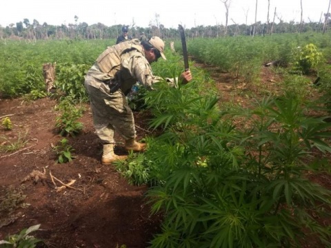 Na fronteira, polícia destrói 78 toneladas de maconha plantadas em 26 hectares