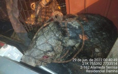 Polícia Militar Ambiental de Campo Grande captura dois porcos-do-mato dentro de sala dos seguranças do condomínio Damha 1