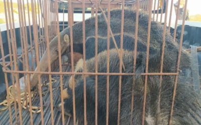 Polícia Militar Ambiental de Naviraí resgata tamanduás-bandeiras, sendo mãe doente com suspeitas iniciais de possível intoxicação por veneno para formigas com filhote no dorso