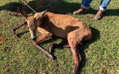 Polícia Militar Ambiental de Batayporã resgata cervo-do-pantanal gravemente ferido por ataque de cachorros