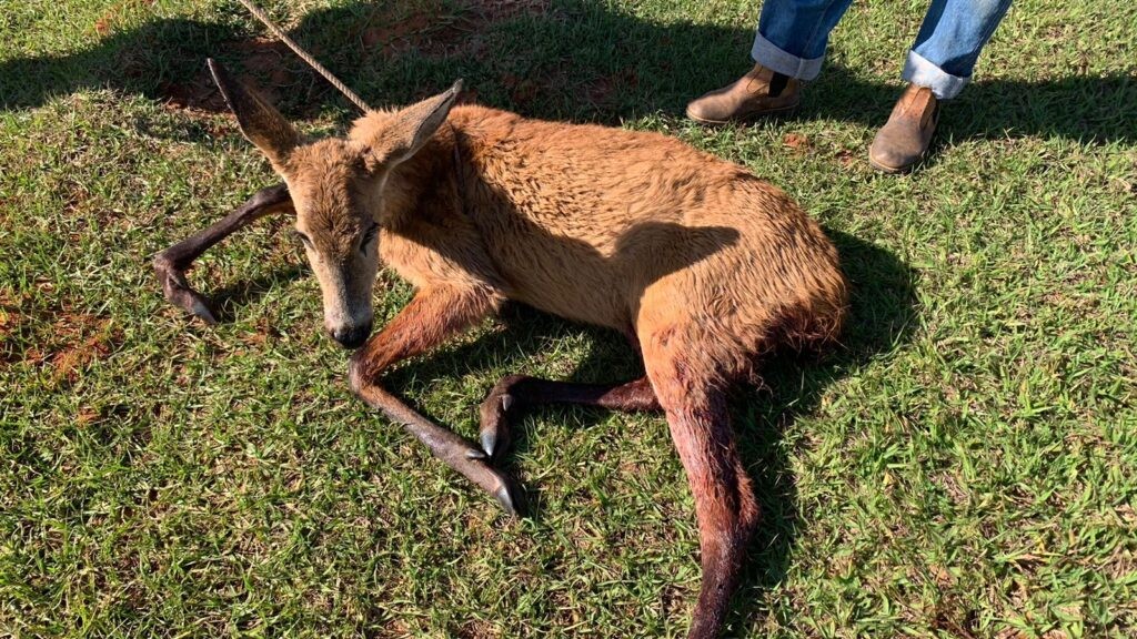 Polícia Militar Ambiental de Batayporã resgata cervo-do-pantanal gravemente ferido por ataque de cachorros