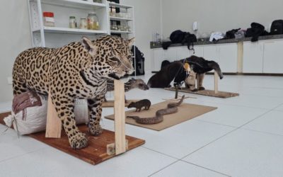 PMA e UCDB entregam amanhã (4) às 14h00 para o Biobarque Pantanal, onça-pintada, arara e filhote de anta taxidermizados para uso em Educação Ambiental