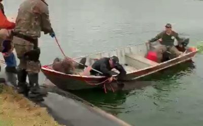 PMA de Campo Grande resgata duas antas de 270 kg cada uma de lagoa de tratamento de esgoto em Sidrolândia depois de mais de cinco horas de trabalho