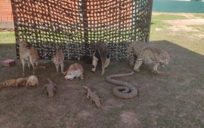 Polícia Militar Ambiental de Bela Vista e Exército Brasileiro realizam Educação Ambiental para 400 pessoas do município inclusive com exposição de animais taxidermizados(8/7/2022)