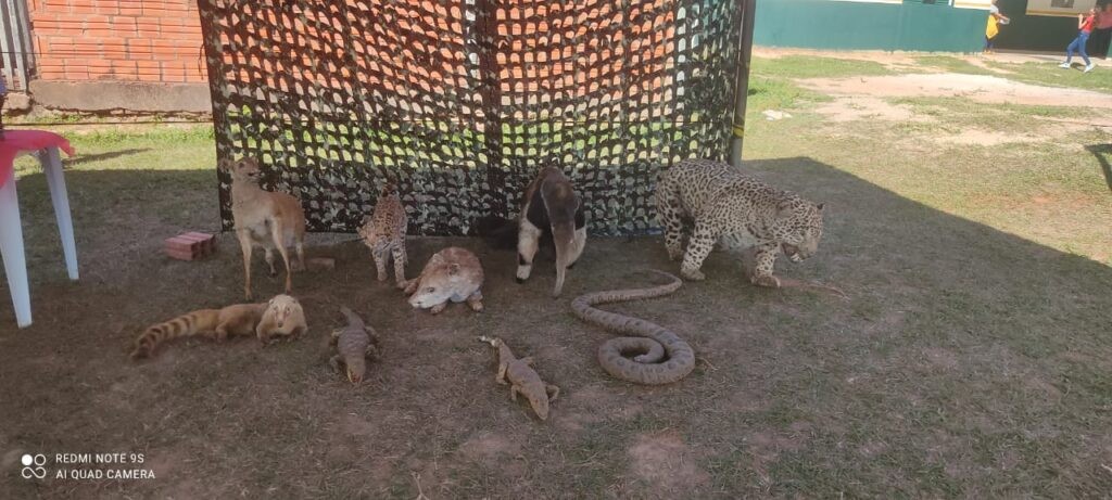 Polícia Militar Ambiental de Bela Vista e Exército Brasileiro realizam Educação Ambiental para 400 pessoas do município inclusive com exposição de animais taxidermizados(8/7/2022)