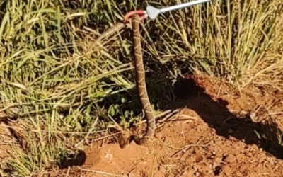 Polícia Militar Ambiental de Cassilândia captura serpente peçonhenta da espécie cascavel de cerca de 1,5 metro em balneário da cidade