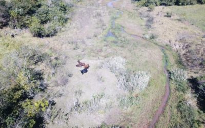 Polícia Militar Ambiental de BAtaypoã autua dono de sítio em R$ 5 mil por manter gado degradando área protegida de matas ciliares de córrego