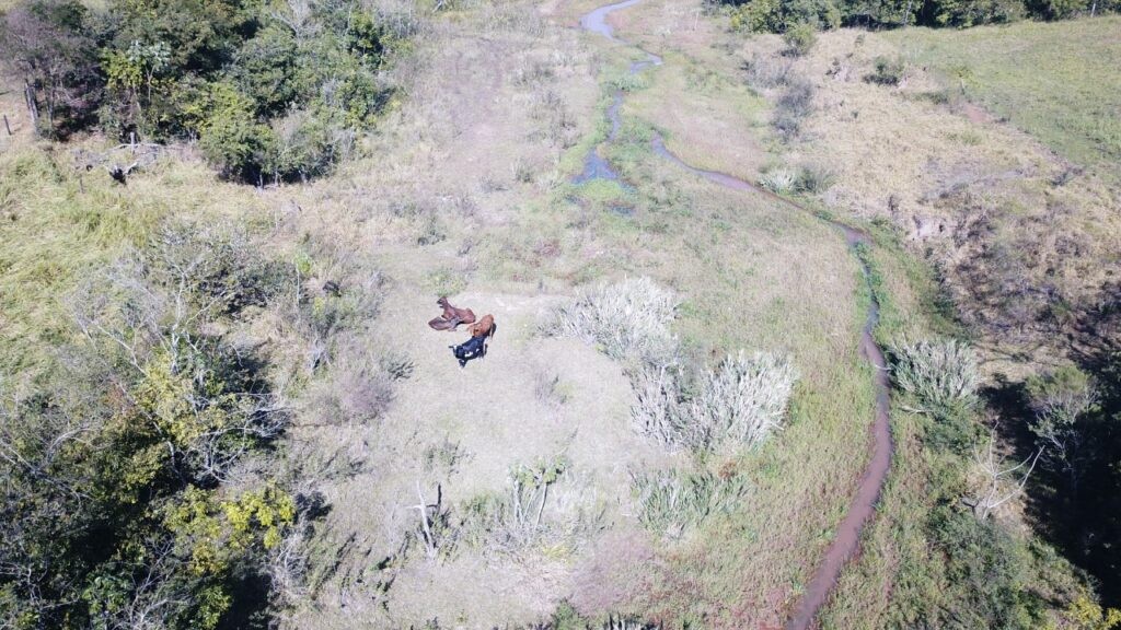 Polícia Militar Ambiental de BAtaypoã autua dono de sítio em R$ 5 mil por manter gado degradando área protegida de matas ciliares de córrego