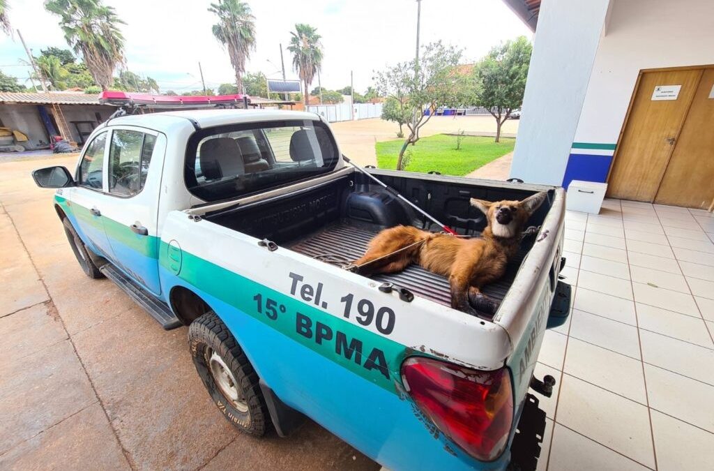 Polícia Militar Ambiental de Três Lagoas resgata tamanduá-bandeira e lobo-guará à margem de rodovias feridos por atropelamentos em menos de 24 horas