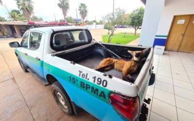 Polícia Militar Ambiental de Três Lagoas resgata tamanduá-bandeira e lobo-guará à margem de rodovias feridos por atropelamentos em menos de 24 horas