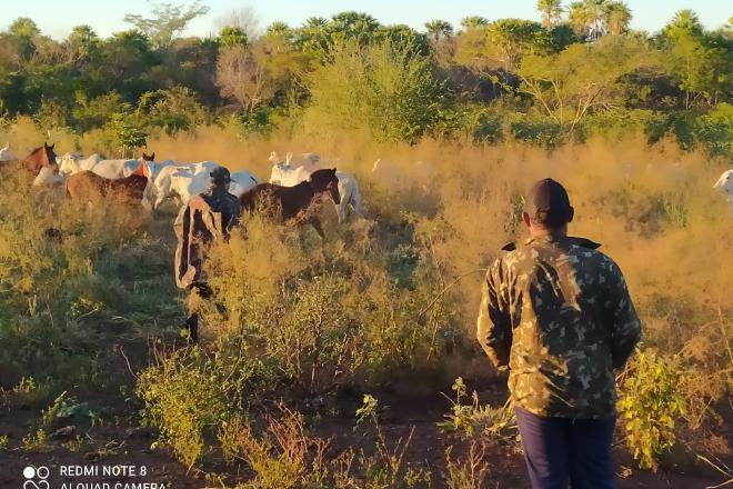 Fiscalização identifica travessia ilegal de mais de 200 cabeças de gado perto da Bolívia