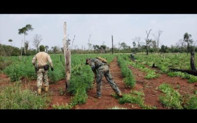 Polícia Federal destrói mais de 600 toneladas de maconha em Ponta Porã