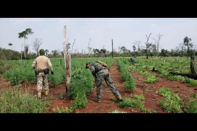 Polícia Federal destrói mais de 600 toneladas de maconha em Ponta Porã