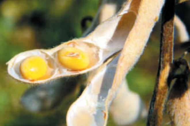 Alta de insumos e guerra elevam em 42% custo da produção de soja