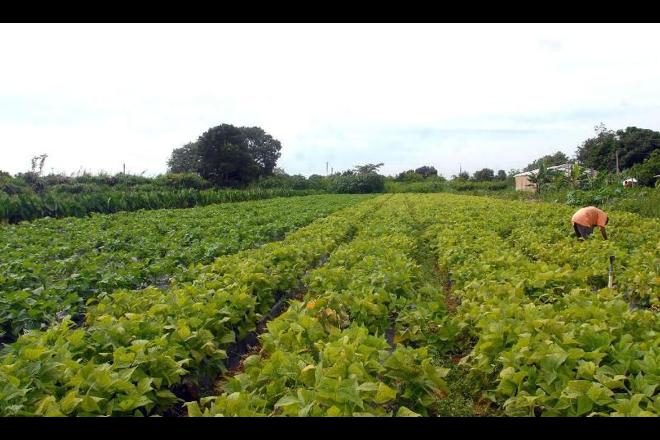 Inscrições para o Programa Alimenta Brasil começam no dia 1º de setembro