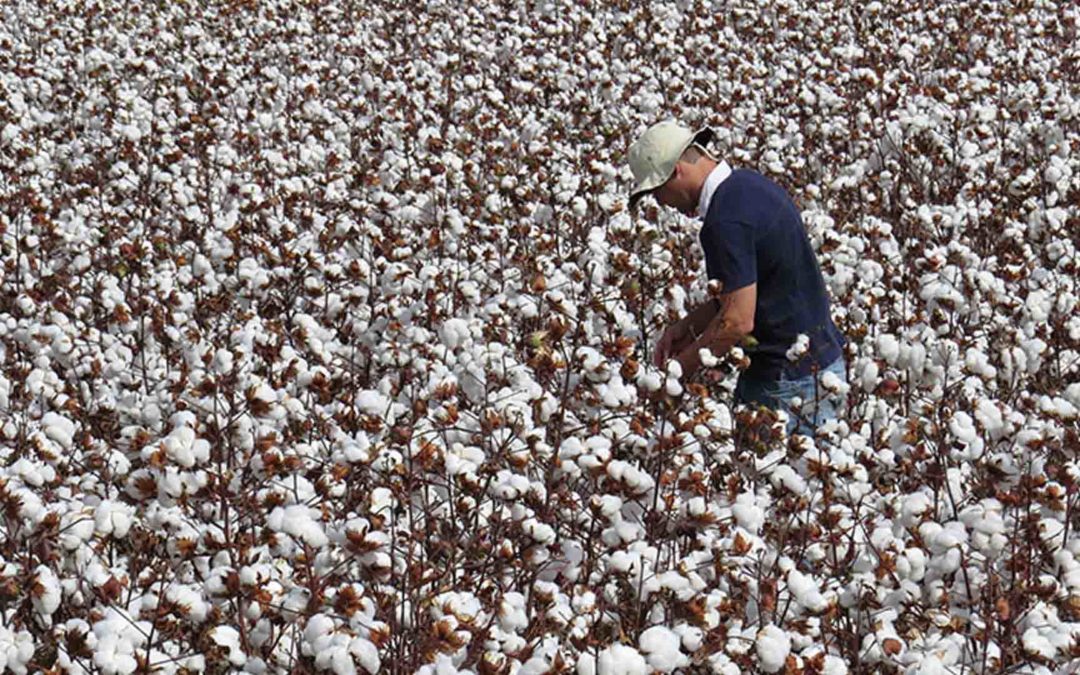Sustentável, produção de algodão brasileiro deve crescer até 19% no país