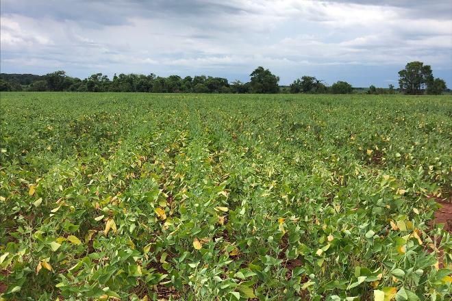 Exportações de Mato Grosso do Sul atingem recorde de US$ 5,5 bilhões em oito meses