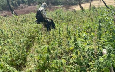 Na 34ª fase, Operação Nova Aliança elimina 205 hectares de maconha