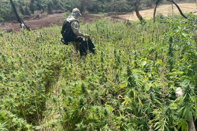 Na 34ª fase, Operação Nova Aliança elimina 205 hectares de maconha