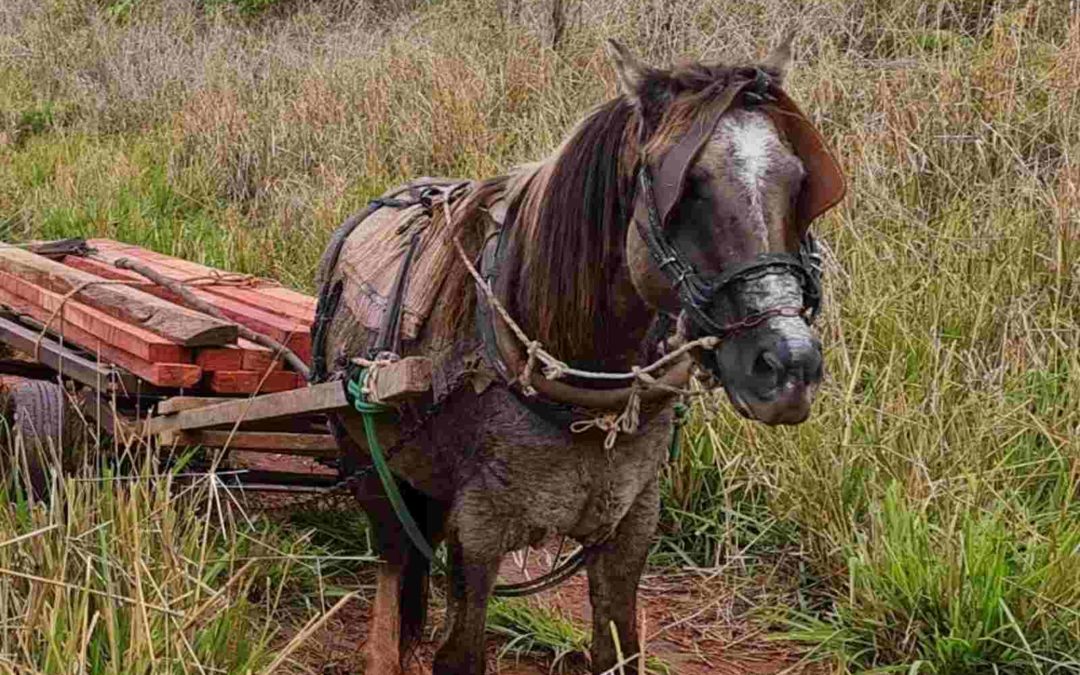 Dupla abandona carroça com ‘peroba’ ilegal em Itaquiraí