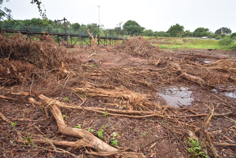 Retirada de vegetação do Parque do Sóter pode causar dano ambiental