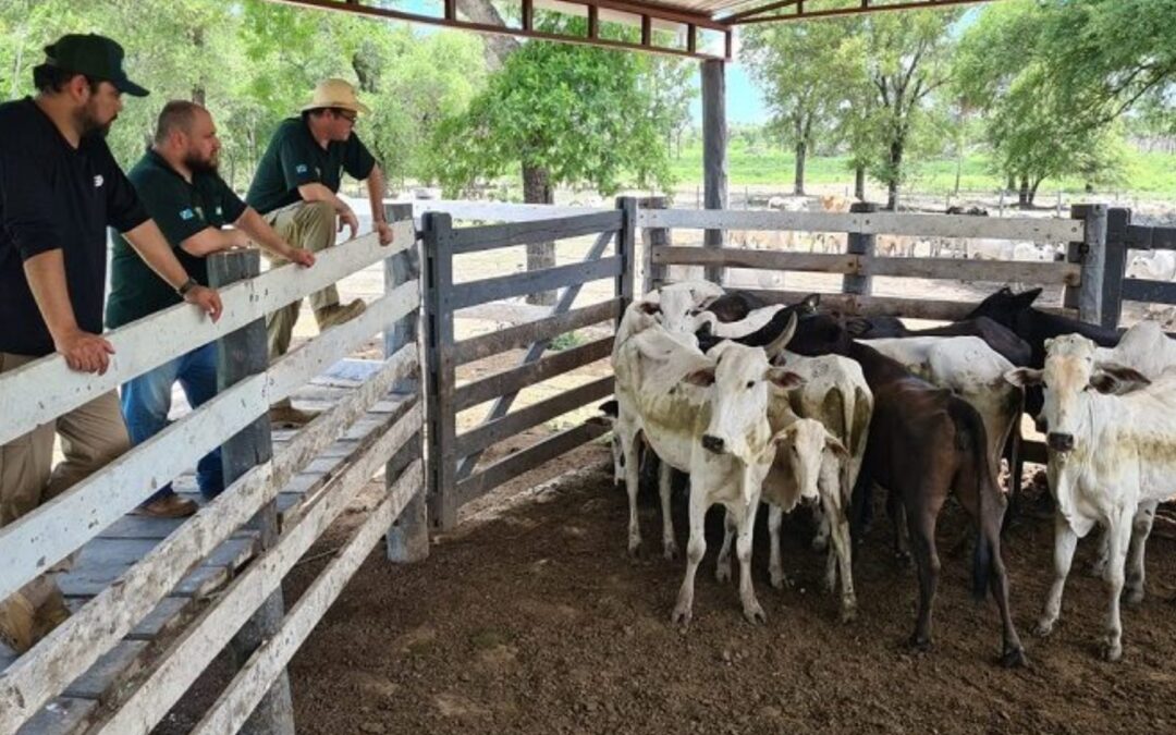 Após furto em MS, operação recupera cabeças de gado avaliadas em R$ 1 milhão