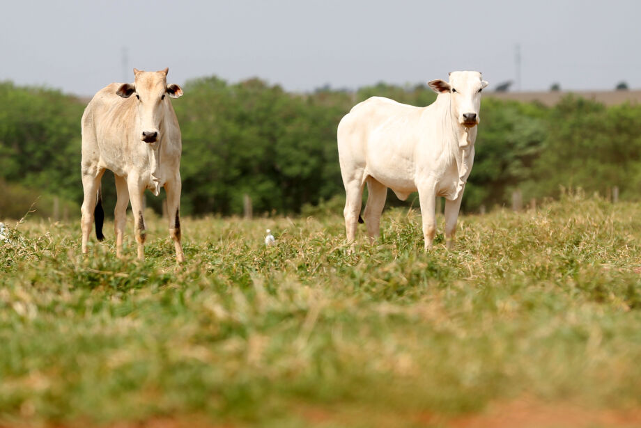 Brasil suspende exportações de carne bovina à China com confirmação de caso de vaca louca