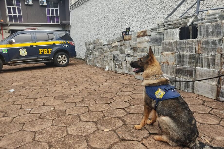 Recorde histórico: Em MS, PRF apreende quase duas toneladas de cocaína avaliada em R$ 354 milhões