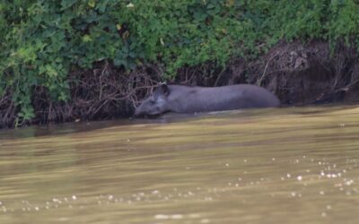 Liberação de drenagem no Pantanal foi um ‘problema na redação’, justifica governo do Estado