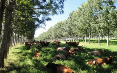Mato Grosso do Sul é o estado que mais integra lavoura, pecuária e floresta