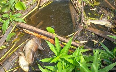 Forte chuva renova qualidade da água do Rio Miranda e dá trégua na mortandade de peixes