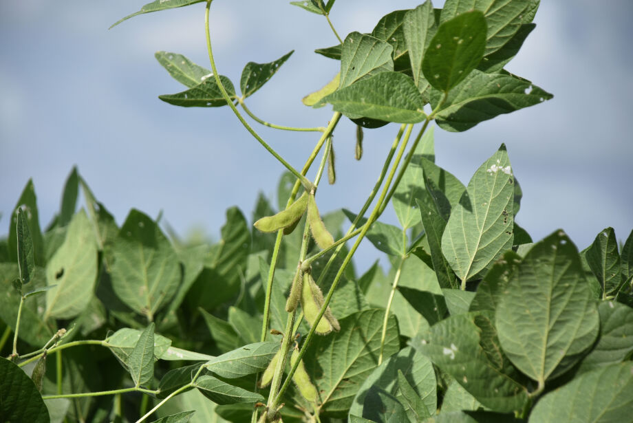 Em 2023, Mato Grosso do Sul deve ter aumento de 10,5% na produção de produtos agrícolas