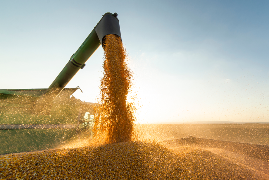 Conab aponta alta de 14,7% na safra de grãos, mas produção de arroz e feijão recua