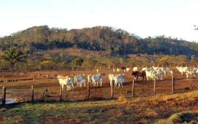 STF derruba liminar que suspendeu compra de terras por estrangeiros