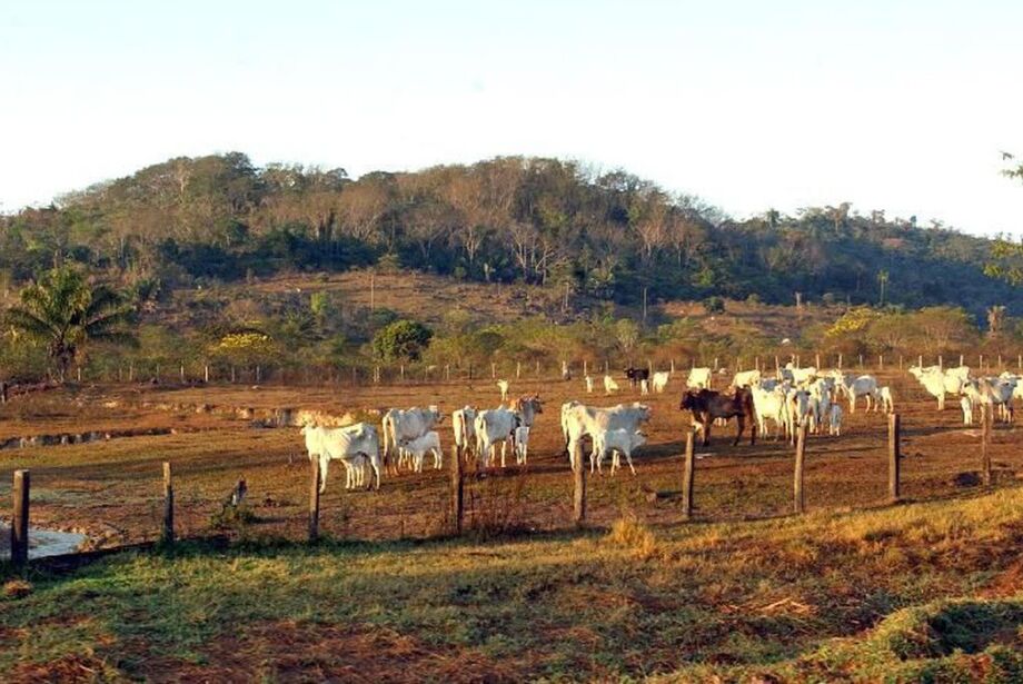 STF derruba liminar que suspendeu compra de terras por estrangeiros