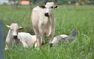 Mato Grosso do Sul tem o 5º maior rebanho bovino confinado do País
