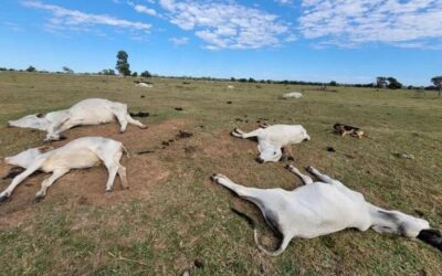 Frente fria provoca morte de centenas de bovinos em MS