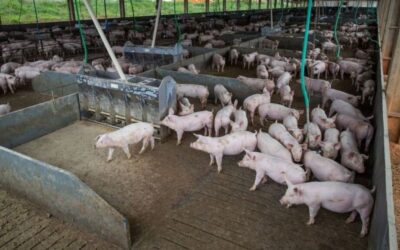 Suinocultura comemora queda no preço do milho e expande produção