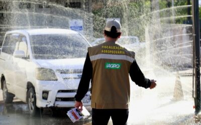 MS vai declarar Estado de Emergência Zoosanitária e intensificar ações de prevenção à influenza aviária