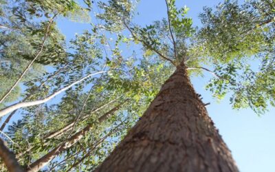 Fomento ao desenvolvimento sustentável vai fazer de Mato Grosso do Sul 1º Estado Carbono Neutro do Brasil