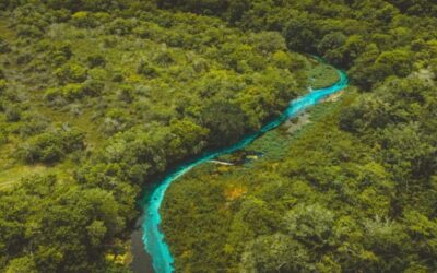 Área desmatada em Mato Grosso do Sul cai 12% em um ano