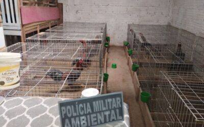 Polícia Militar resgata 170 animais que eram usados em brigas de galo