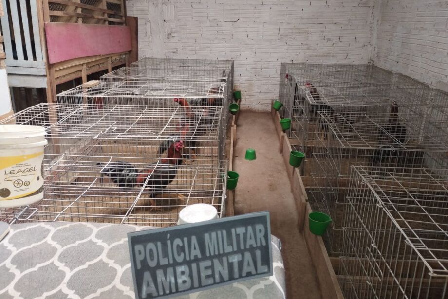 Polícia Militar resgata 170 animais que eram usados em brigas de galo