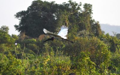 Sustentabilidade e desenvolvimento: Governo de MS suspende licenças de supressão de vegetação nativa no Pantanal