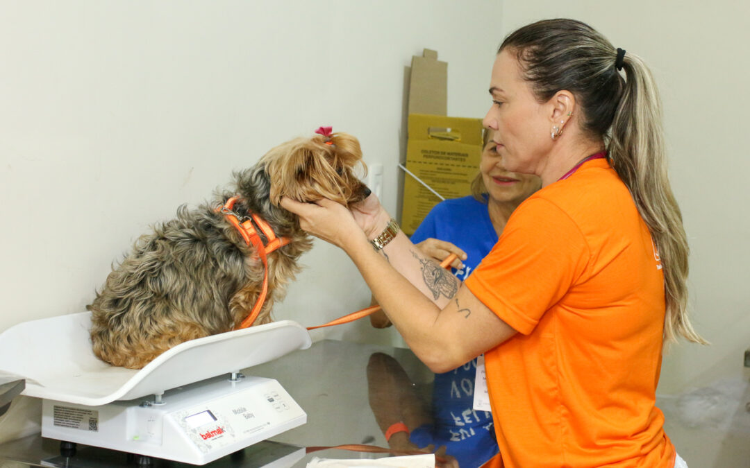 Prefeitura alerta sobre anticoncepcional para pets e o risco de câncer